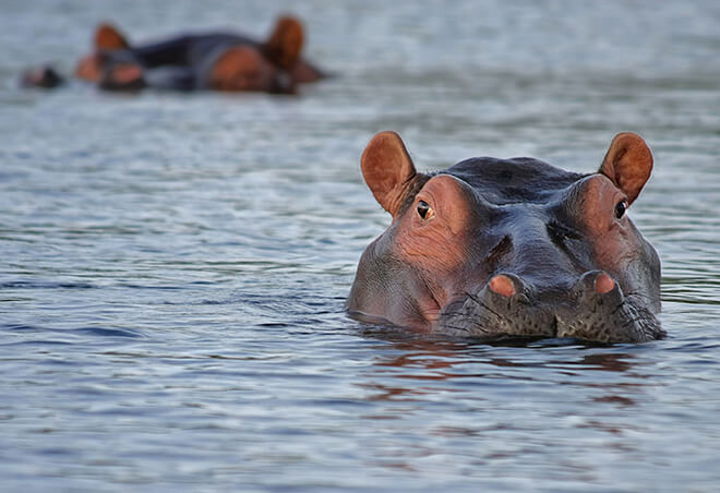 Hipopotam w zoo
