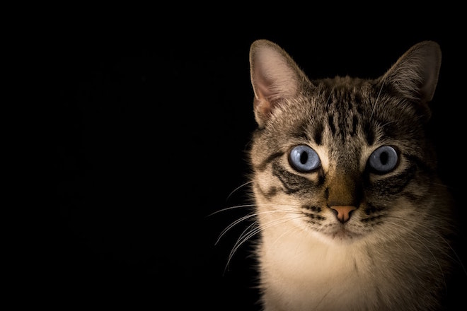 Kot z niebieskimi oczami