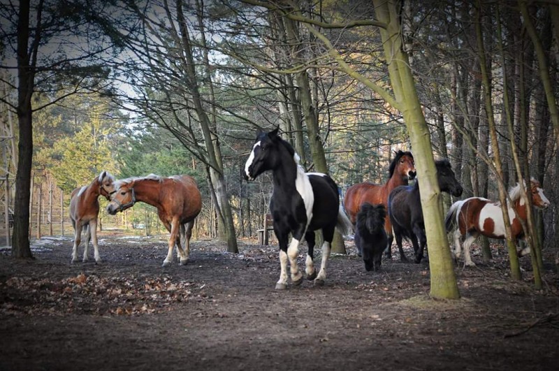 Nasze konie czekają na Ciebie. ;)